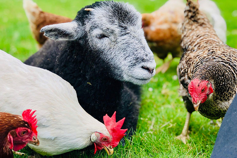 Herdwick Shee with Glasses