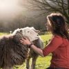 Voucher: Herdwick Experience