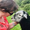 Herdwick lambs yew tree farm herdwick experience