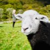 Herdwick Experience