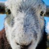 Herdwick Experience