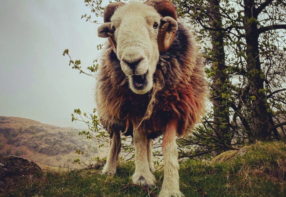 BBC News: Herdwicks: The ‘smiley’ sheep that shaped the Lake District