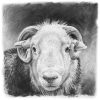 Yew Tree Tup