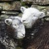 Field Mates