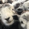 Hoggs