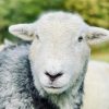 Herdwick Experience