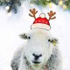 festive-madge Festive Madge