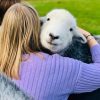 herdwick-hugs Herdwick Hugs