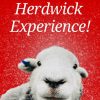 the-herdwick-experience The Herwick Experience
