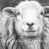 the-herdwick-experience-bw The Herdwick Experience