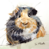 Guinea Pig