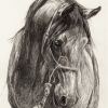 Sari Graphite