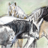 Ruaridh's Ponies
