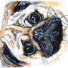 Pug!