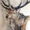 Stag
