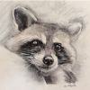 Raccoon