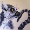 Ring Tailed Lemur