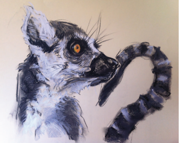 Ring Tailed Lemur