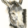 Grey Donkey