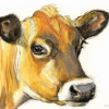 Jersey Cow