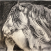 Charcoal Clydesdale