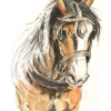 Appleby Cob