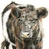 Yew Tree Beltie - Mixed Media