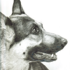 Starlight, German Shepherd
