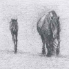 Fell Mare and Foal