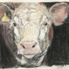 Michelle Geldart's Hereford Calf
