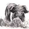 Wilson's Arms Piglet