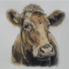 Luing Cow from High House Farm, Winster