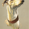Beautiful Roo