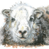 Yew Tree Ewe (Colour, Face on)