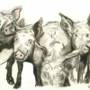 Field of Pigs