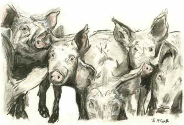 Field of Pigs