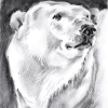 Arktos - From Highland Wildlife Park in Kingussie