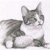 Cat with Toy