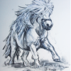 Shetland Stallion