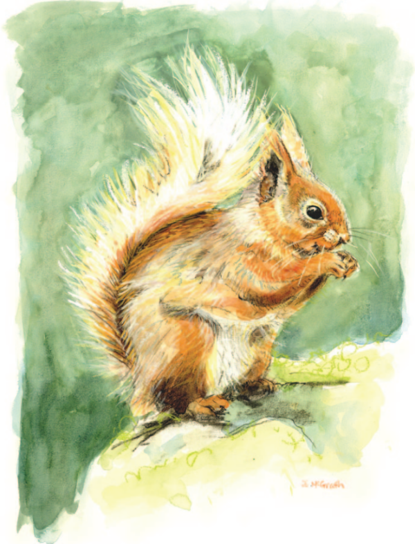 Squirrel with Nut