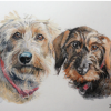 Fergie and Hilda (Dachsunds)