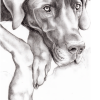 Blue Dane