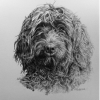 Florence (Labradoodle)