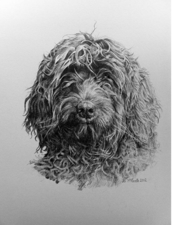 Florence (Labradoodle)