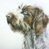 Corie, German Short-haired Pointer from Spey Valley Lodge, Newtonmore, Highlands
