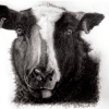 Zwartble Ewe