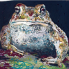 Natterjack Toad, Front View