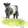 Yew Tree Beltie on a Hill