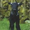 Young Herdwick Lamb