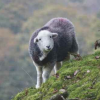 Smiling Herdwick